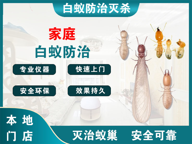 诸暨家庭白蚁防治